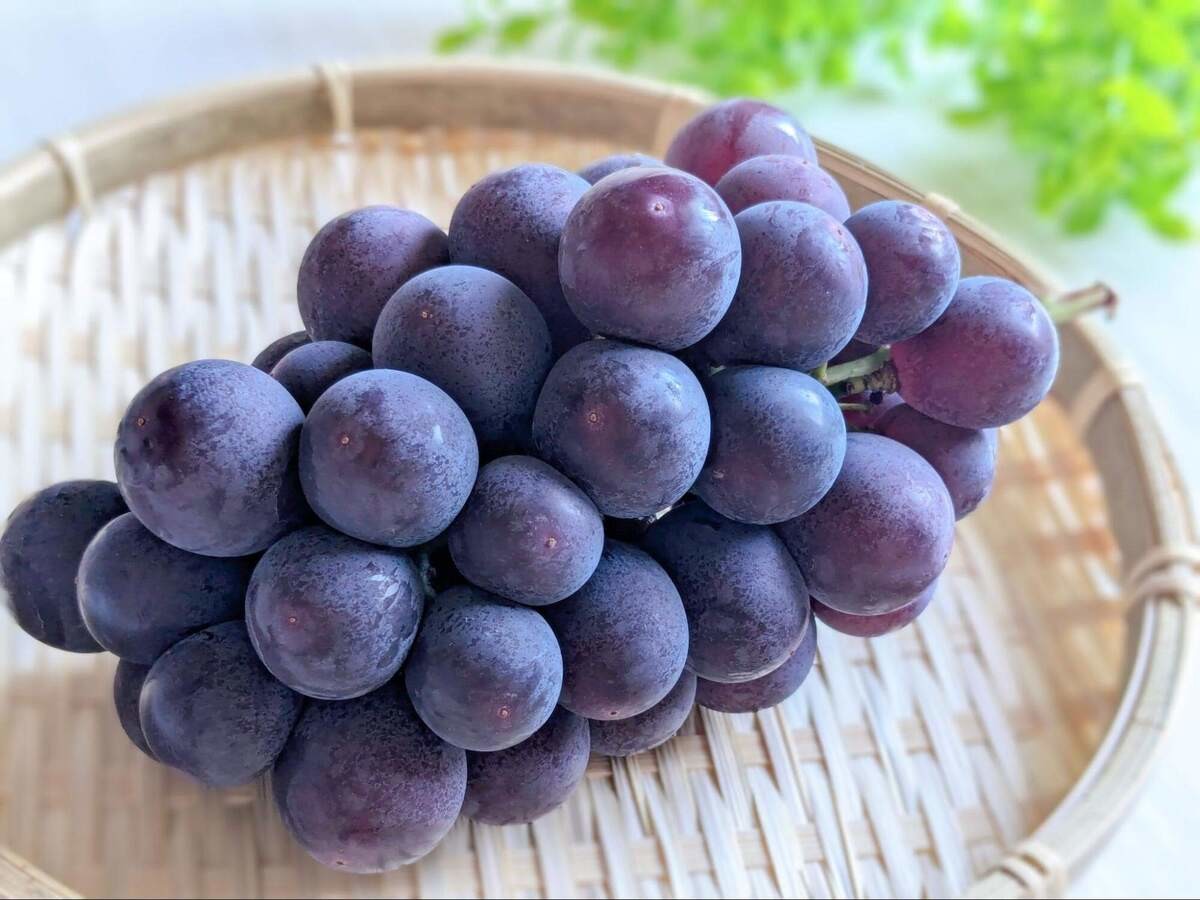 【見た目がカギ】美味しい巨峰の見分け方