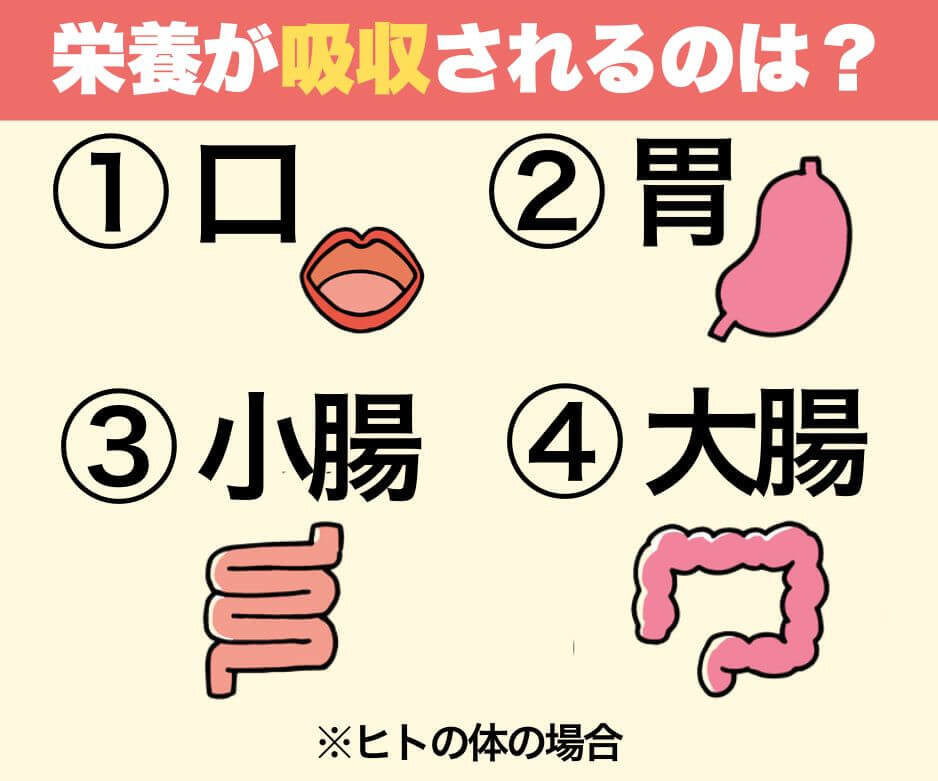 食べ物が吸収されるのはどこ？