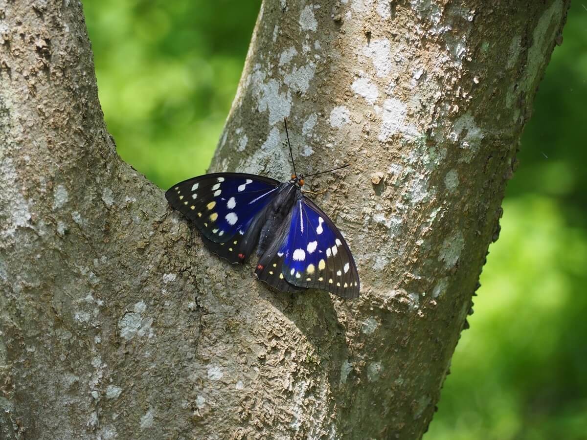 「日本の国蝶(こくちょう)」は何でしょうか?