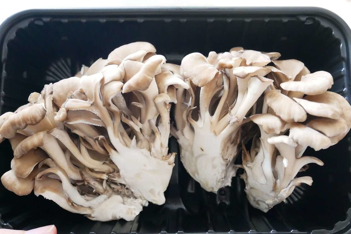 おいしい舞茸の選び方