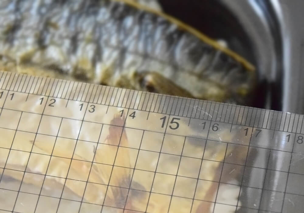 ロピアで見つけた「デカ盛り系弁当」