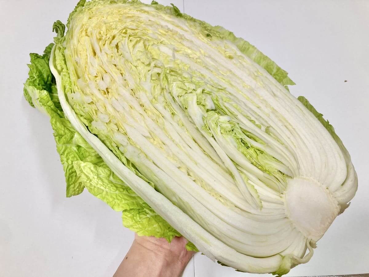 正しい白菜の洗い方