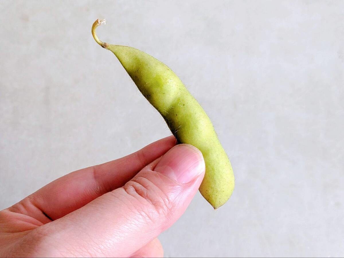 枝豆の茹で方】