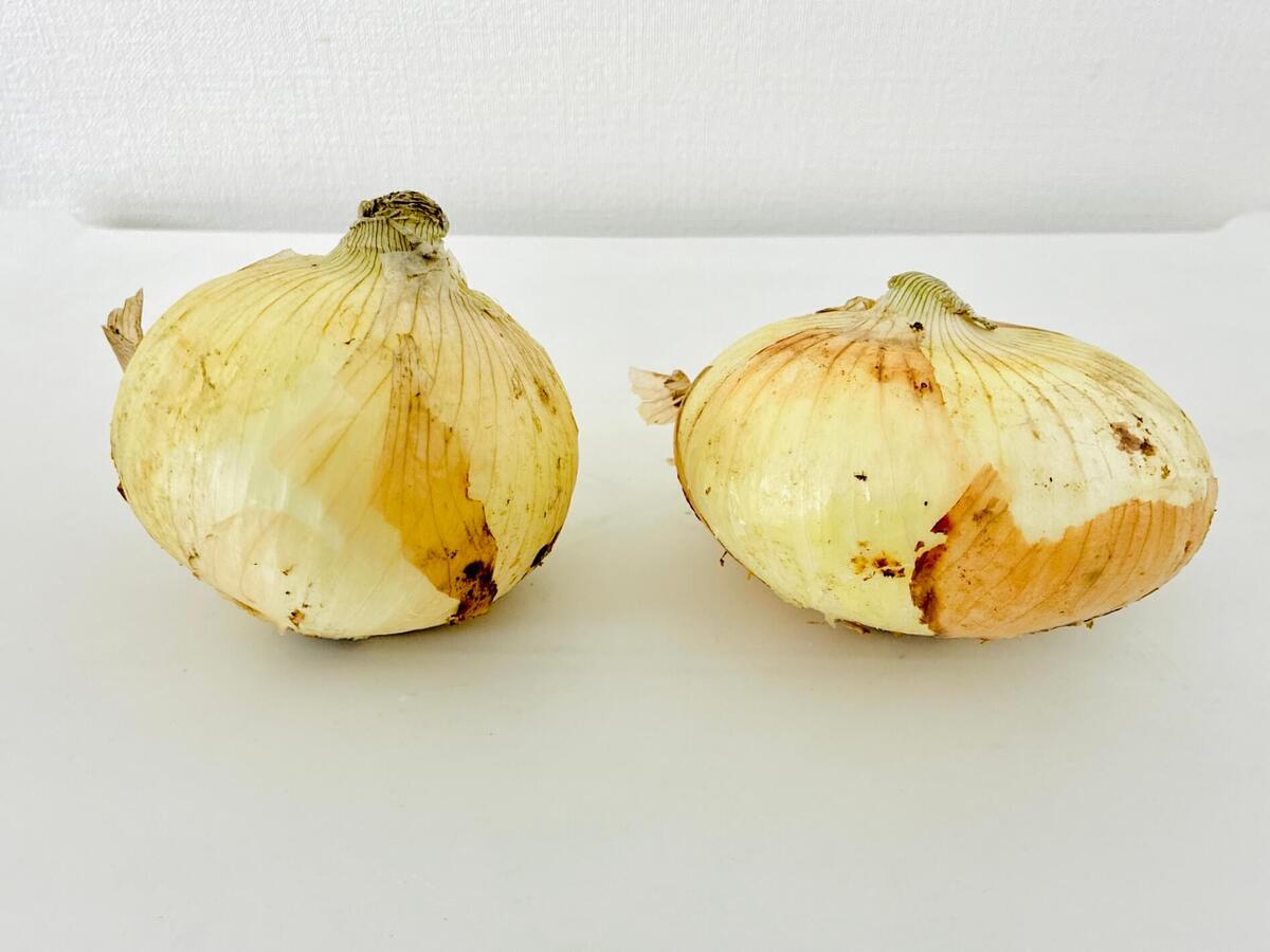 新玉ねぎ