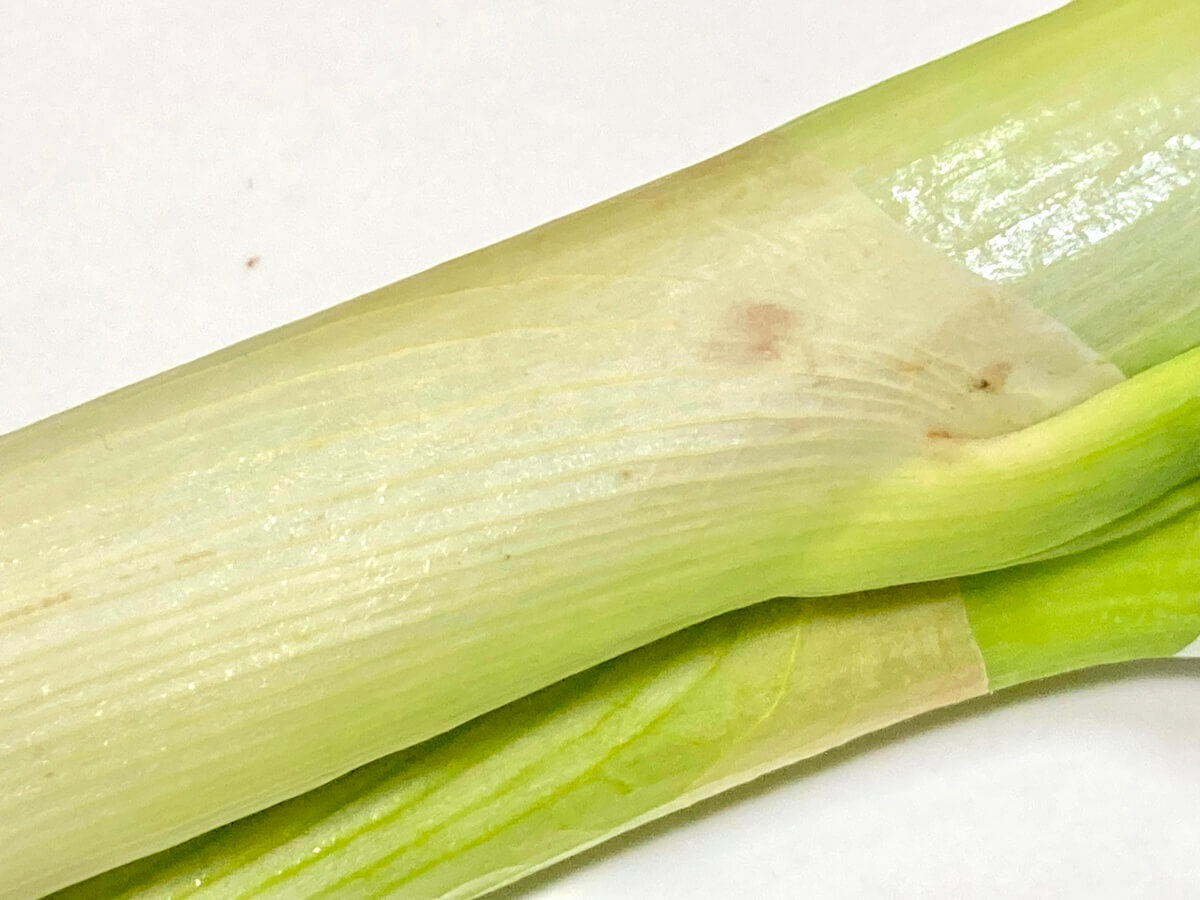 【長ネギの見分け方】おいしい特徴とは？