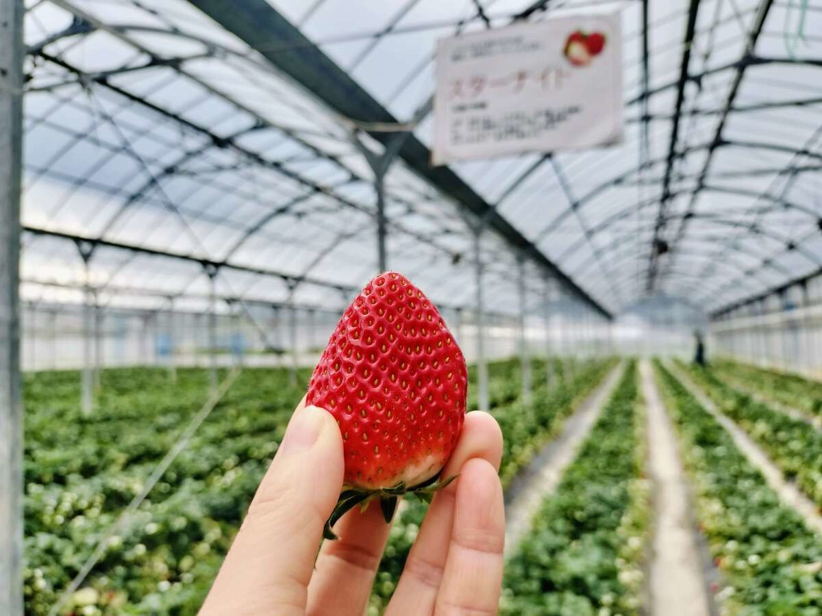 道の駅とみうら枇杷倶楽部