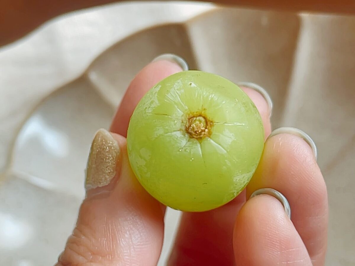 食べチョク「シャインマスカットを長持ちさせる方法」